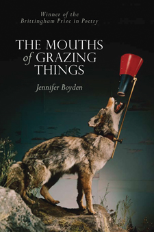 On the cover of Boyden's book of poems a coyote howls on an outcropping. Yet its voice is fed through a cheerleaders megaphone, strapped to his body with a brass rod through his collar.
