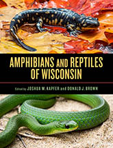 Amphibians and Reptiles of Wisconsin: cover depicting a photo of spotted salamander atop a pile of wet, autumn leaves at the top of the page, and a photo of a small green snake curled in the sand at the bottom of the page. The two photos are bisected by a black stripe containing the yellow title text.